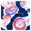 Illustration méduses aux tentacules rouges et corps aux reflets bleutés, violets et roses, fond bleu nuit texturé. Œuvre originale à l’encre et aux crayons de couleur.