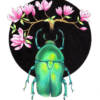 Carte illustrée Scarabée et magnolias 1 Carte illustrée d'un scarabée vert émeraude entouré de fleurs de magnolia roses, fond noir, style coloré et précis