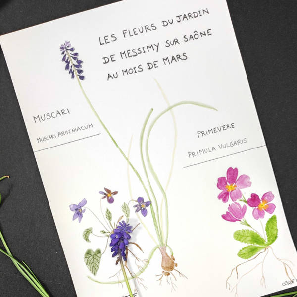 Stage créatif "Planche botanique à l'aquarelle"