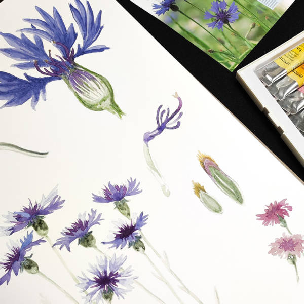 Stage créatif "Planche botanique à l'aquarelle"